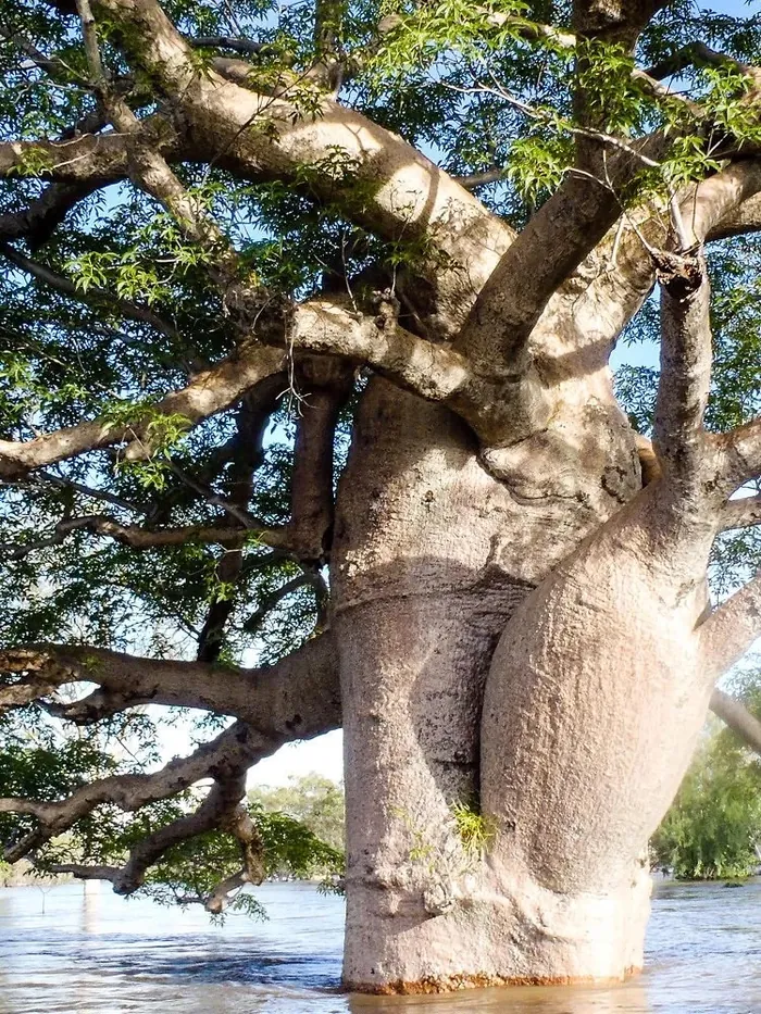 A boab tree beside the Martuwarra Fitzroy River