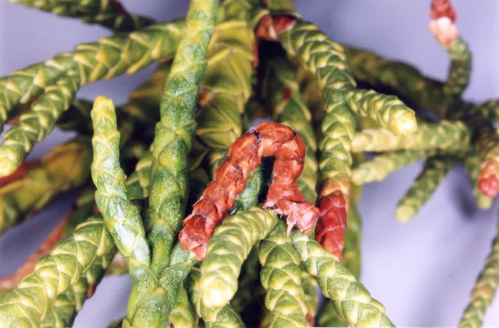 A looper caterpillar camouflaged among green and red plant shoots