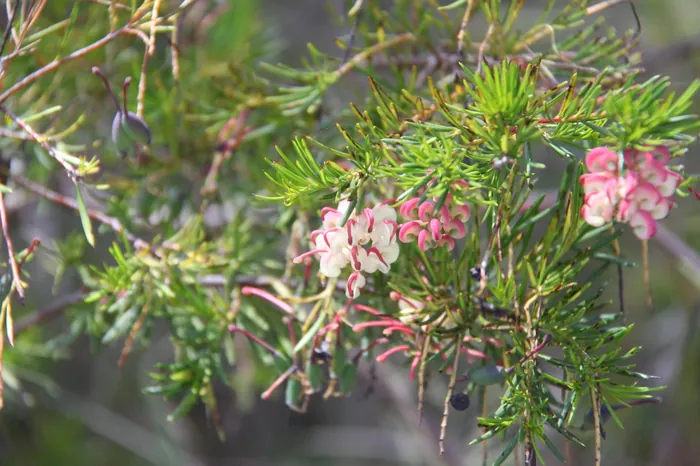 Pink grevillea flowers among fine native foliage