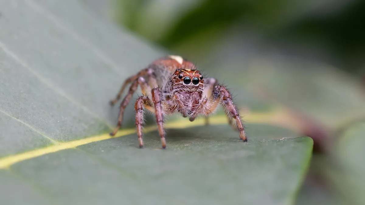 A jumping spider on a green leaf