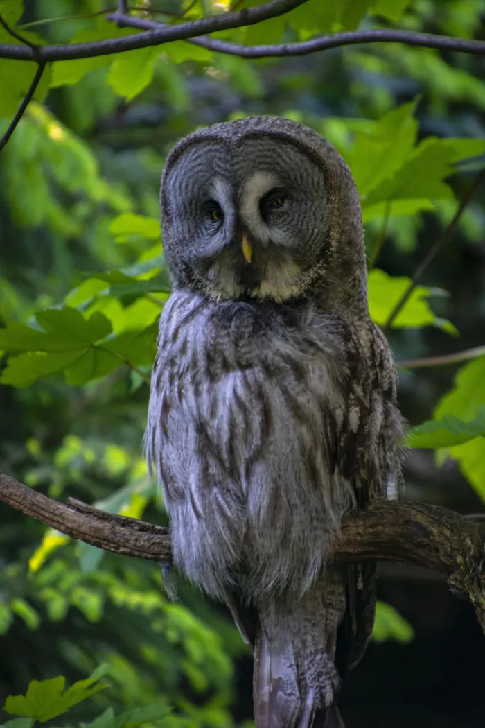 A great grey owl perched in a forest