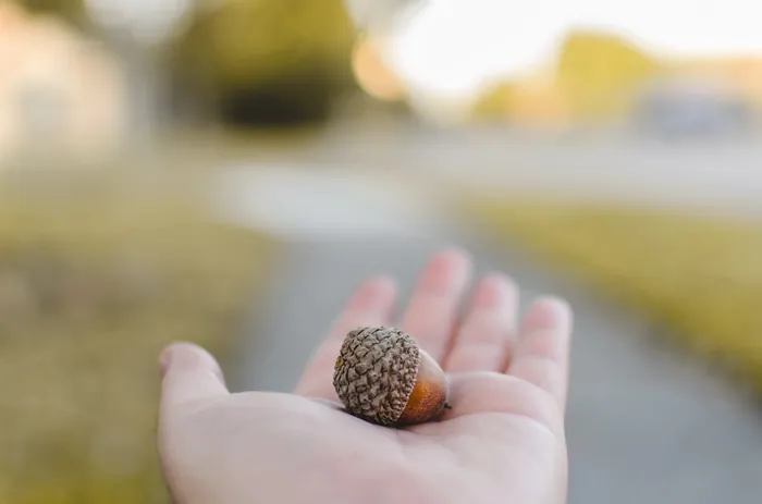 A seed resting in an open hand