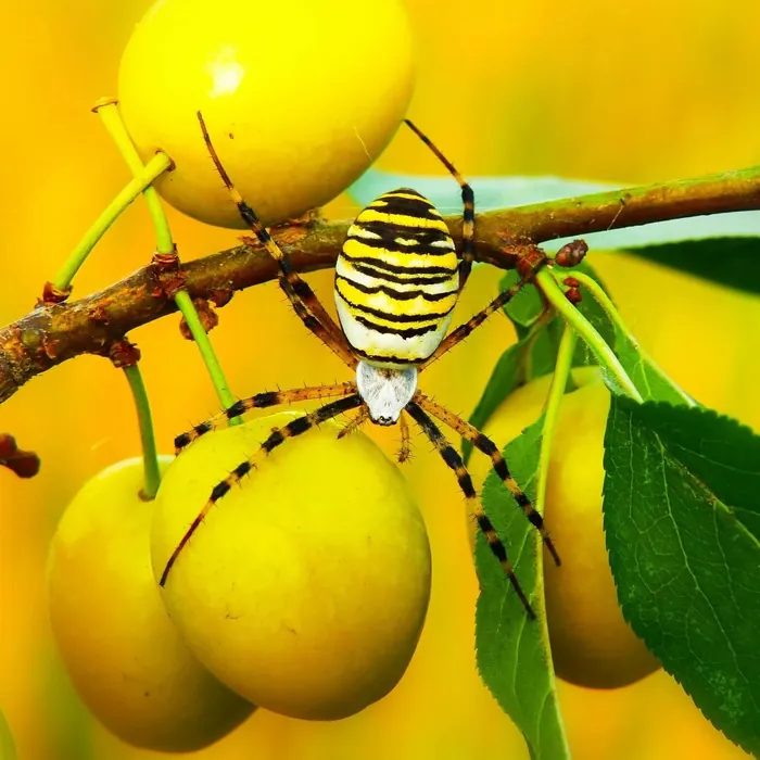 A yellow and black spider guarding ripening fruit on a branch